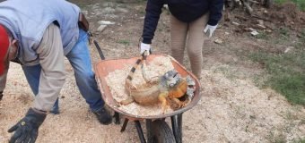 EXHORTA DIRECCIÓN DE ECOLOGÍA DE ALTAMIRA A REPORTAR PRESENCIA DE IGUANAS EN ESTADO DE INMOVILIDAD