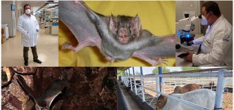 Cambio climático modifica distribución de murciélago transmisor de la rabia