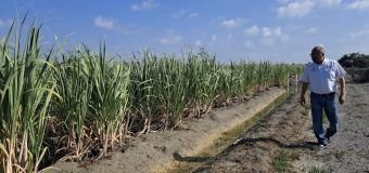 Desarrolla la UAT nuevas variedades de caña de azúcar en El Mante
