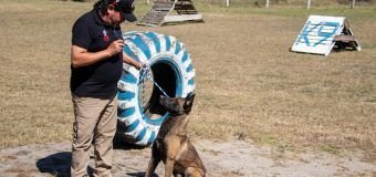 Implementa la UAT cursos de adiestramiento canino
