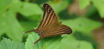 Registra la UAT 195 especies de mariposas en la Sierra Chiquita de Tamaulipas