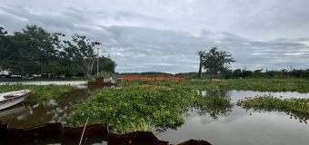 Retira COMAPA SUR lirio acuático de la la bocatoma de Planta Altavista
