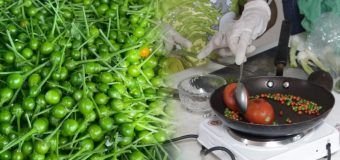 La UAT impulsa la preservación del chile piquín como símbolo de identidad regional