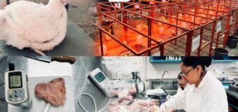 Producirá la UAT pollos de engorda con mayor calidad nutritiva y saludable