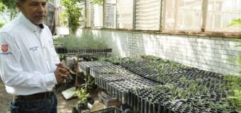 Implementa la UAT manejo sustentable del maguey mezcalero en Miquihuana