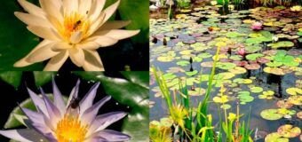 Colabora UAT en la conservación de humedales y ecosistemas acuáticos