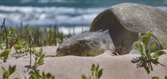 Avanza temporada de anidación de tortuga lora; suman más de 16 mil huevos protegidos