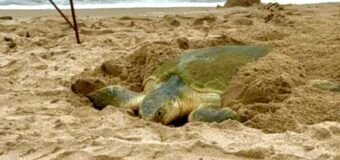 Registra Tamaulipas más de 207 mil huevos de tortuga lora en temporada 2026