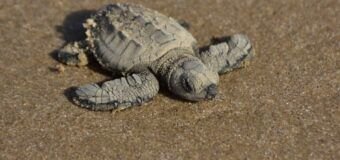 Liberan crías de tortuga lora niñas y niños de Güémez