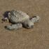 Liberan crías de tortuga lora niñas y niños de Güémez